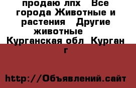 продаю лпх - Все города Животные и растения » Другие животные   . Курганская обл.,Курган г.